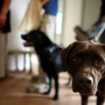 Germans open pet soup kitchens as recession begins to bite