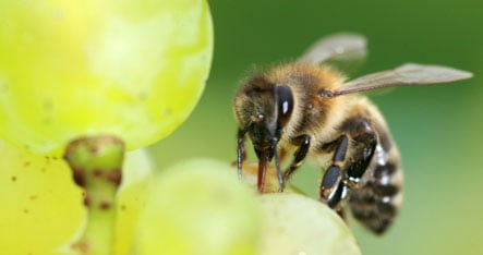 Scientists discover buzzing bees can be used to protect crops