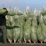 Vandals ‘behead’ 2,400 Christmas trees