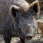 Two boar hunters shot dead in accidents