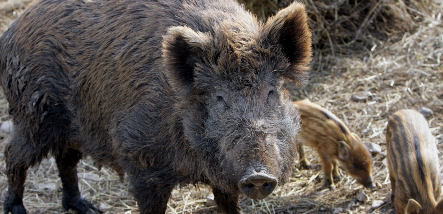 Two boar hunters shot dead in accidents