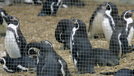 Cold kills five penguins at Nuremberg zoo