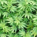 Home-grown cannabis flourishes in Sweden
