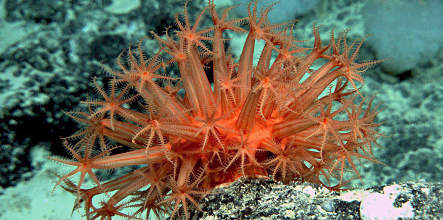 German man arrested for smuggling rare coral into US