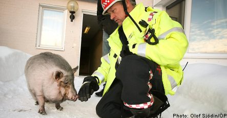 Miniature pig saves its bacon in apartment fire