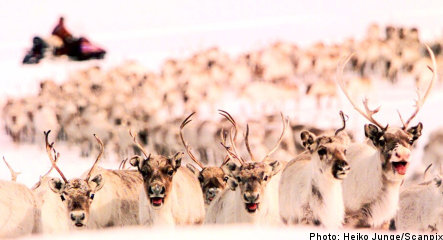 Modern methods pit reindeer herders against animal activists