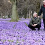 Five million crocuses bring a touch of spring to the Rhineland