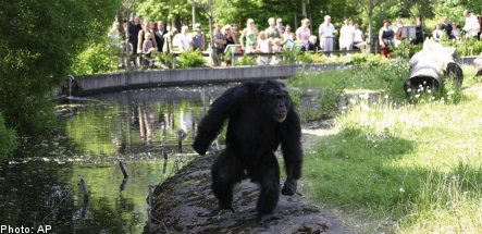 Swedish chimp’s attacks show primate planning prowess