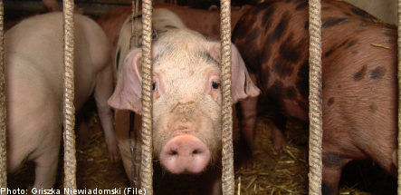 Pigs boiled alive at Swedish meat plants