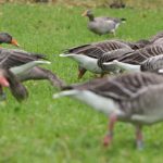 Deadly bird flu found in Bavarian wild duck