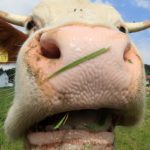 Berserk bovine injures children after farm break out