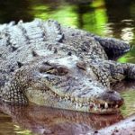 Crocodile on riverbank spooks cops near Berlin