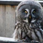 Rare owl convalescing in southern Sweden