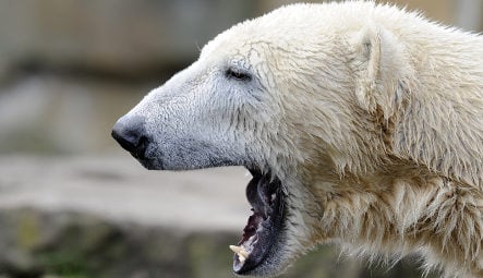 Disturbed woman attacked after jumping into polar bear enclosure