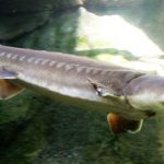Extinct fish turns up in Baltic Sea catch
