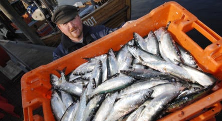 Early end to season for German herring fishermen