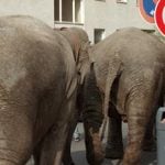 Elephants roam Berlin suburbs