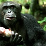German study shows chimps trade sex for food