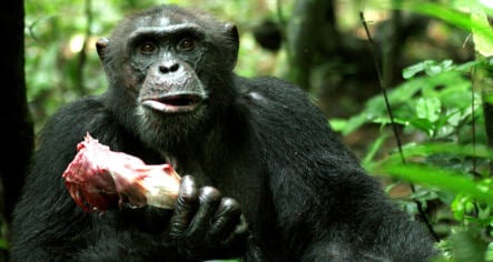German study shows chimps trade sex for food