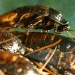 Cockroach invasions plague more Swedish homes