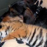 Dachshund dies after adopting abandoned baby tiger