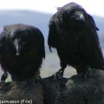 Hungry ravens kill fourteen calves in central Sweden