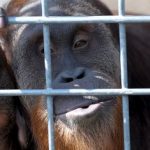 Whistling orangutan brings out CD of songs