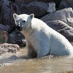 World’s largest polar bear park opens in Sweden