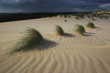Shifting sand dunePhoto: Stock/LKN-SH
