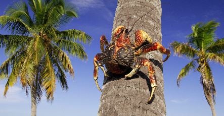 Scientists find giant crabs have evolved sense of smell