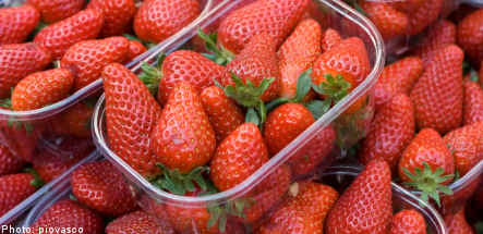 Agency steps up efforts to unmask strawberry cheats