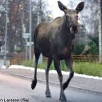 Elk couple on Sunday morning stroll through Gothenburg
