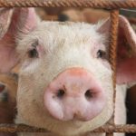 Disease centre: swine flu could claim lives