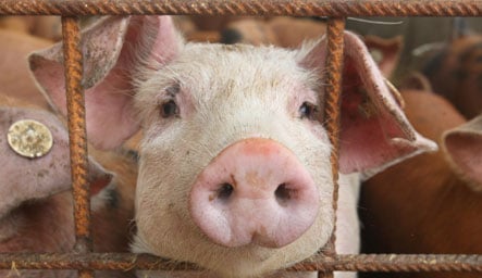 Disease centre: swine flu could claim lives