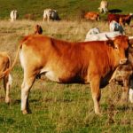 ‘Keep Swedish cows indoors’:  dairy farmers