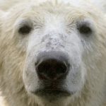 Knut to stay at Berlin Zoo