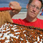 Ladybugs have northern Germany seeing red
