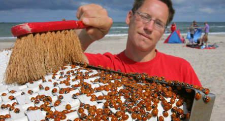 Ladybugs have northern Germany seeing red