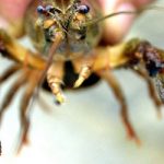 US crayfish invaders spreading plague in German rivers
