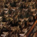 Mucky mating mayflies block Bavarian bridge
