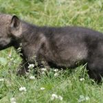 Four wolf pups spotted in Brandenburg