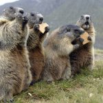 Alpine farmers furious over marmot plague