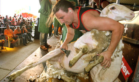 Sheep shearers battle it out for fleece title
