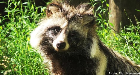 Swedish hunters to target marauding raccoon dogs
