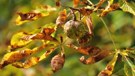 Experts ask Germans to help save chestnut trees from moths