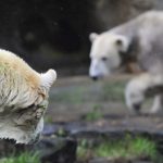 Knut slapped by new girlfriend