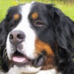 Bavarian woman claims to own world’s oldest dog