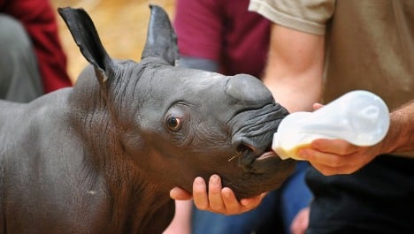 Münster Zoo raising rhino by hand after mother attacks