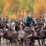 More freedom proposed for Sami reindeer herders