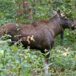 ‘Elk safari’ backs up A7 traffic